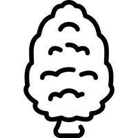 ZEDERNHOLZ